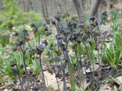 caulophyllum thalictroides image