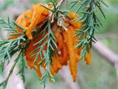 cedar apple gall image
