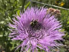 Centaurea IMG 2259 image