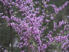 Cercis canadensis var. canadensis image