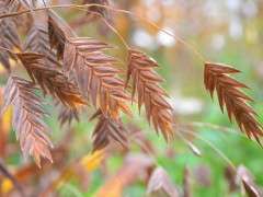 chasmanthium latifolium seedheads image