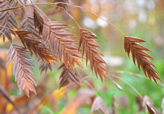 Northern sea oats, upland or inland sea oats