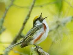 Chestnut sided Warbler male © Tom Grey image