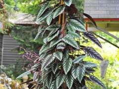 cissus discolor or rex begonia vine image