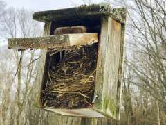 clean out bluebird box image
