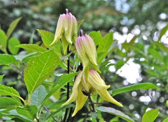 clematis-chiisanensis-lemon-bells