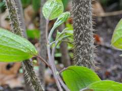 clematis in rose image