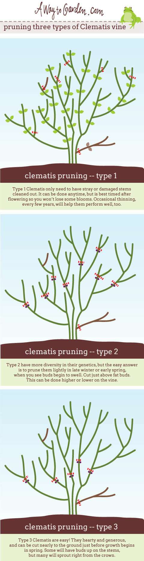 Clematis-pruning-pinterest