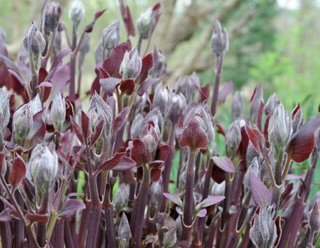 Clematis recta purpurea foliage emerging
