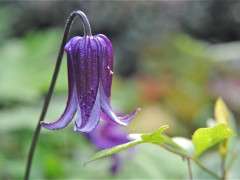 clematis roguchi 2 image