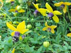 clematis tangutica image