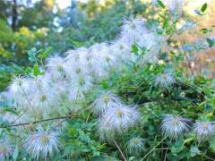 clematis tangutica seedheads image