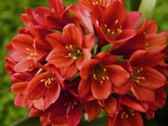 Clivia 'Longwood Chimes' image