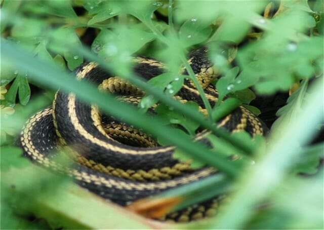 garter snake
