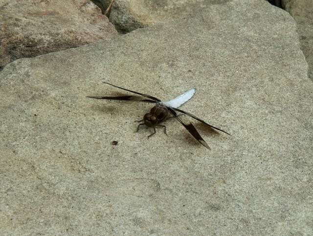 common whitetail dragonfly