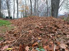 compost heap november image