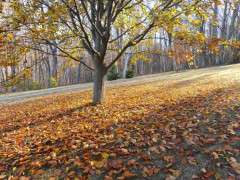 copper beech fallen leaves image