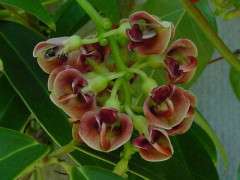 copyright brushwood apios flower image