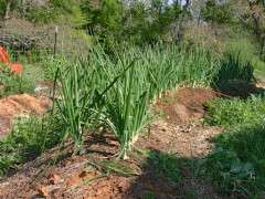 Copyright Dave Whitinger, hugelkultur onion bed image