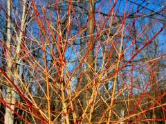 coral cornus winter flame image