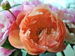 coral peony image
