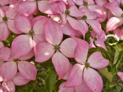 Cornus kousa 'Scarlet Fire' May 26, 2021 (1) image