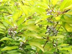cornus sericea sunshine fruit image