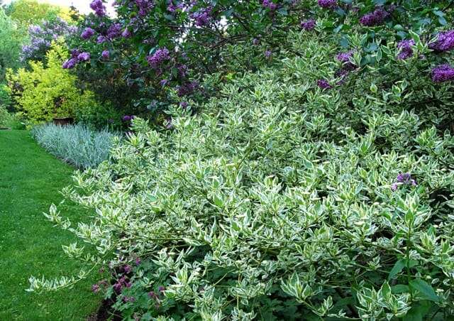 cornus-silver-and-gold