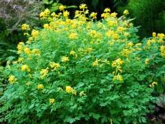 corydalis lutea image