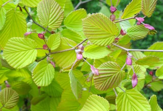 2011-corylopsis-spicata