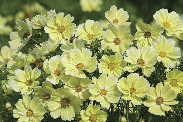 Cosmos b. Geel