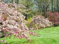 crabapple time 2012 image