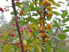 crabapple two fruit image