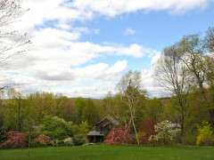 crabapples on hillside 2 image