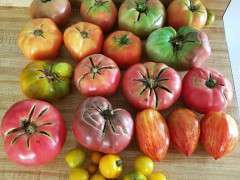 Crais LeHOullier tomato harvest image