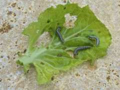 cross striped cabbage worm image