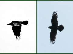 crow or raven 3 image