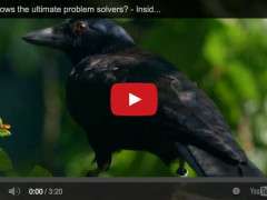 crow video from BBC image