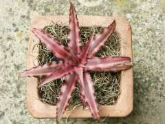CRYPTANTHUS DSC 3250 image
