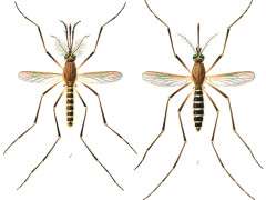 Culex quinquefasciatus E A Goeldi 1905 image