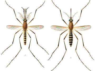 Culex quinquefasciatus E A Goeldi 1905 image
