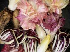 Culinary Breeding Network radicchio image