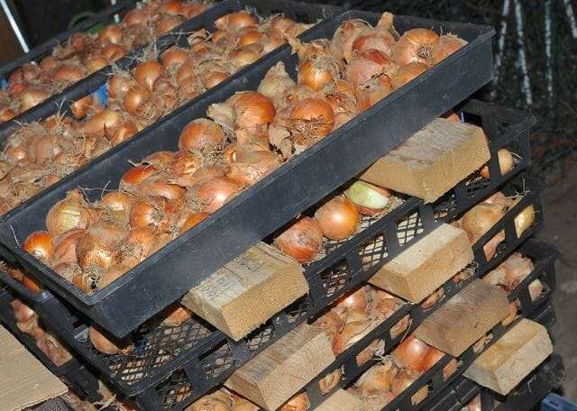 curing onions at seed library
