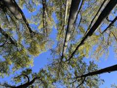 Current tulip tree canopy image