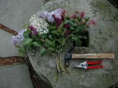 cutting lilacs hammer stems image
