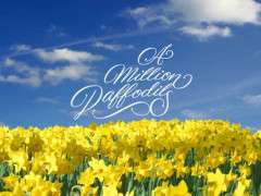 Daffodil Field image