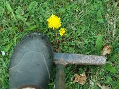 dandelion digging image