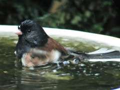 Dark eyed Junco in bath © Mike Hamilton image