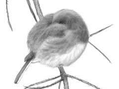 Dark eyed Junco The Courage of Birds David Allen Sibley image