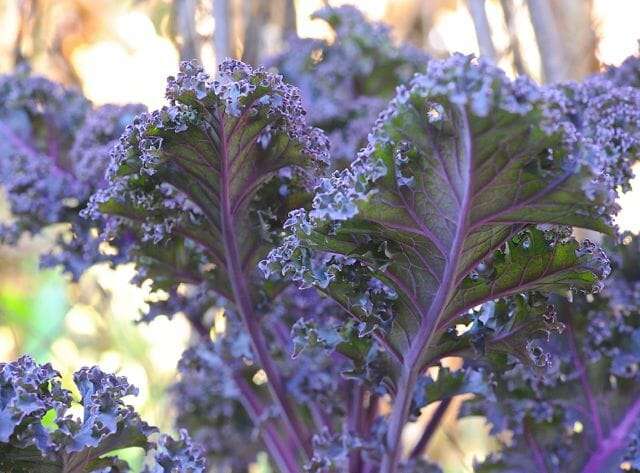 dark purple kale